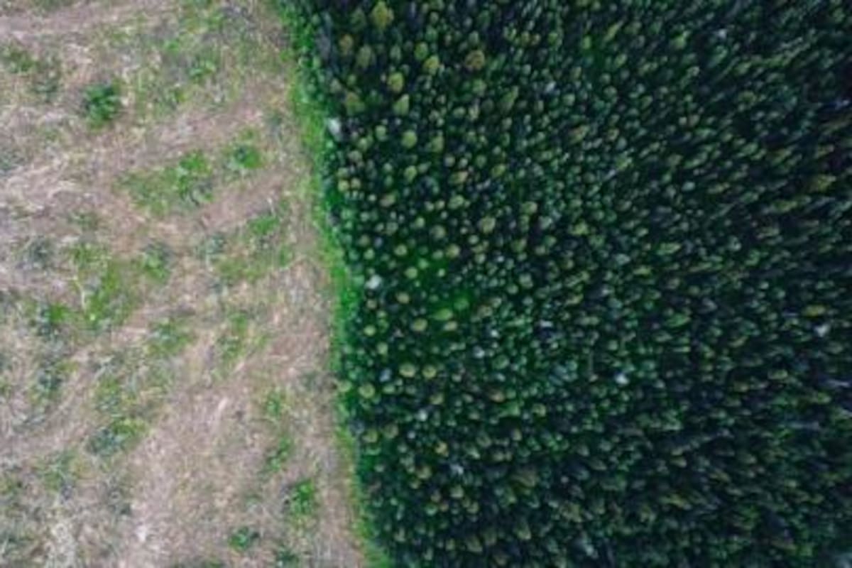 El equipo de Panorama usó drones para inspeccionar el área.