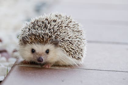 El erizo pigmeo africano es considerado el más común para tener como mascota
