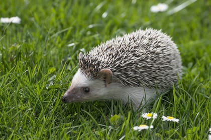 El erizo podría ser otro animal transmisor del coronavirus