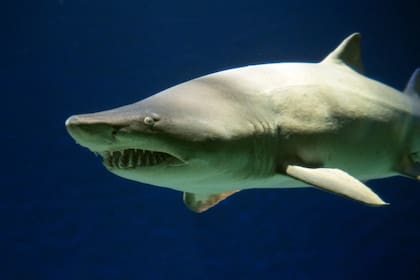 El escalandrún, la especie de tiburón que habita el Mar Argentino y está en grave peligro de extinción