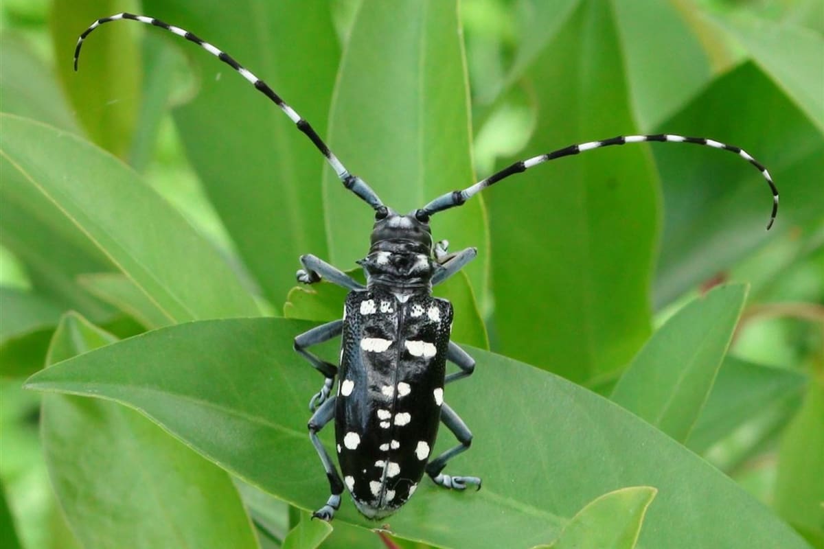 El escarabajo asiático se alimenta de madera y puede poner en peligro parte de la naturaleza de Nueva York