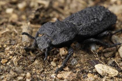 El escarabajo diabólico acorazado, Phloeodes diabolicus, puede resistir más golpes, aplastamientos y perforaciones que el exoesqueleto de cualquier otra especie de coleóptero. Un grupo de científicos ha estudiado su armadura con el objetivo de mejorar el diseño de estructuras de ingeniería