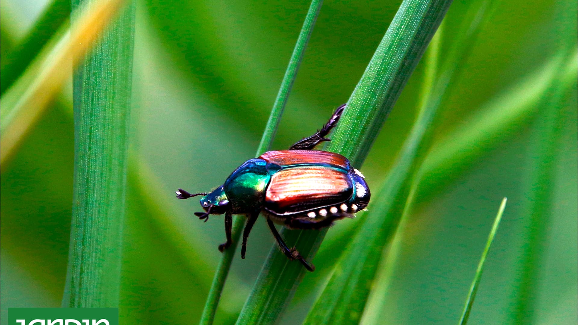 El escarabajo japonés no es una especie muy destructiva en Japón, donde su población es controlada por la acción de depredadores naturales. Sin embargo, en América es una plaga de importancia