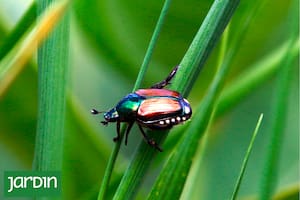 El escarabajo japonés no es una especie muy destructiva en Japón, donde su población es controlada por la acción de depredadores naturales. Sin embargo, en América es una plaga de importancia.