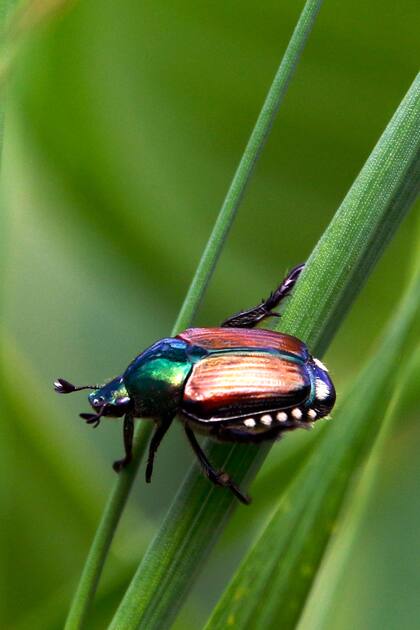 El escarabajo japonés no es una especie muy destructiva en Japón, donde su población es controlada por la acción de depredadores naturales. Sin embargo, en América es una plaga de importancia.
