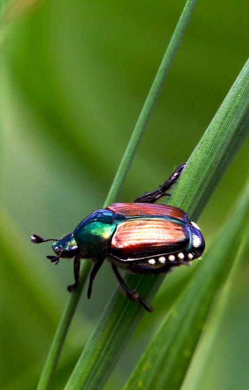 El escarabajo japonés no es una especie muy destructiva en Japón, donde su población es controlada por la acción de depredadores naturales. Sin embargo, en América es una plaga de importancia