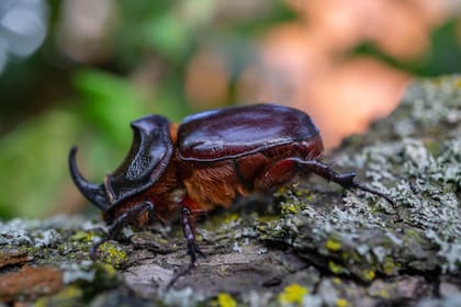El "escarabajo rinoceronte" es conocido por su cuerno