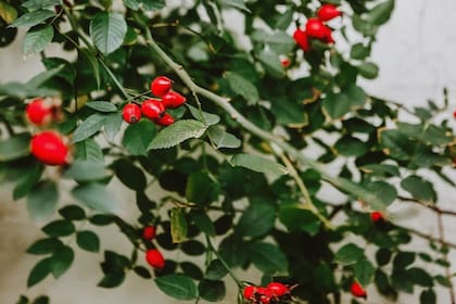 El escaramujo es reconocido por su abundancia de vitamina C (Foto Pexels)