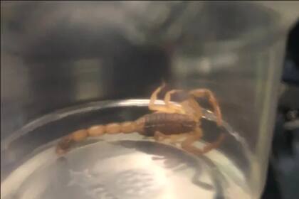 El escorpión que mordió a la pasajera en el vuelo. Crédito: Air Transat / CBC