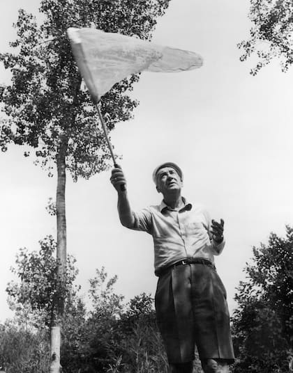 El escritor ruso Vladimir Nabokov sostiene un cazamariposas en un bosque cerca de Montreux, Suiza, en 1970