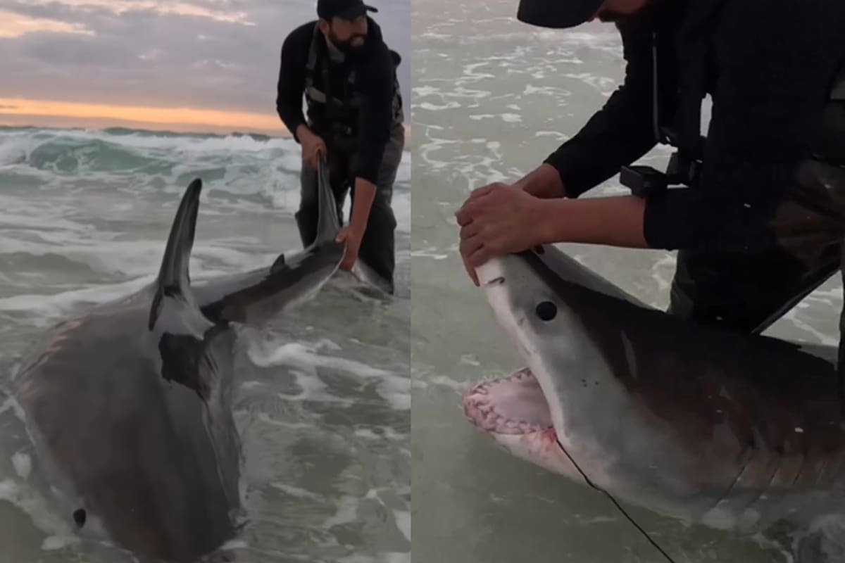 El escualo fue capturado por seis hombres, quienes practicaban la pesca desde la orilla, en Pensacola Beach, Florida