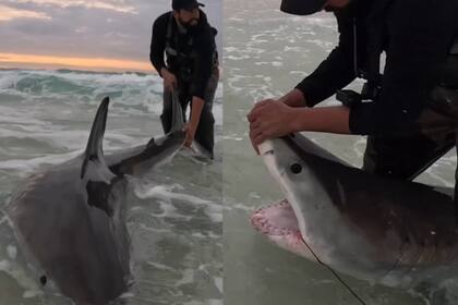 El escualo fue capturado por seis hombres, quienes practicaban la pesca desde la orilla, en Pensacola Beach, Florida