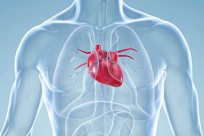 El espasmo cardiovascular disminuye o bloquea la sangre al corazón