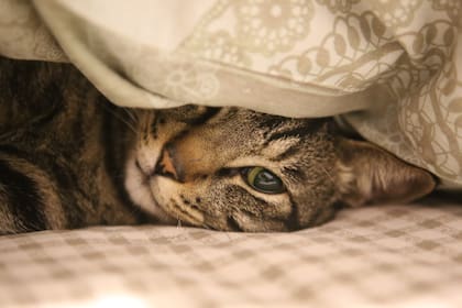 El especialista aclaró la importancia de tener un lenguaje felino para mejorar el vínculo con tu mascota
