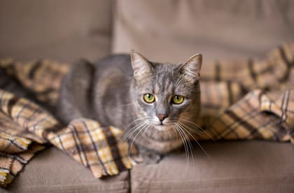 El especialista detalló los rasgos de personalidad que suelen repetirse en estos felinos (Foto: Freepik)