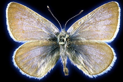 El espécimen de mariposa azul Xerces de 93 años utilizado en este estudio