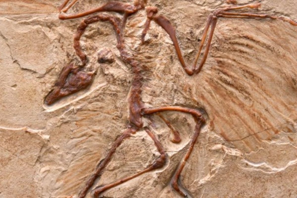 El espécimen fósil, que fue bautizado como Cratonavis zhui, conserva una escápula y un primer metatarso llamativamente alargados.