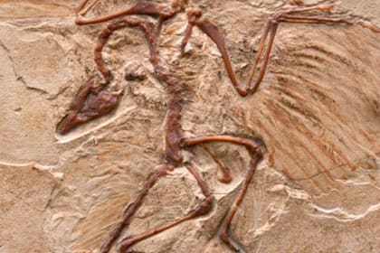 El espécimen fósil, que fue bautizado como Cratonavis zhui, conserva una escápula y un primer metatarso llamativamente alargados.