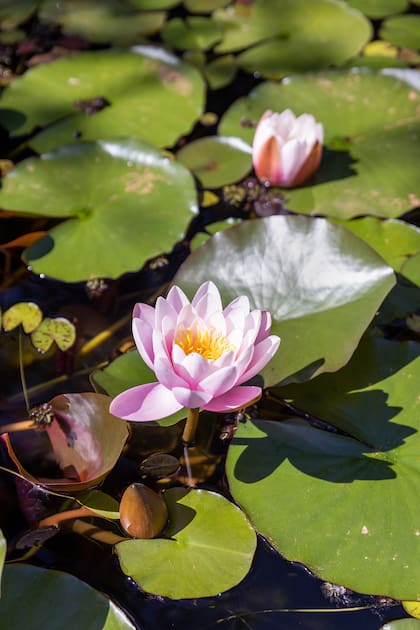 El espectáculo visual de las acuáticas, en una de las fuentes del Jardín Botánico de Buenos Aires.