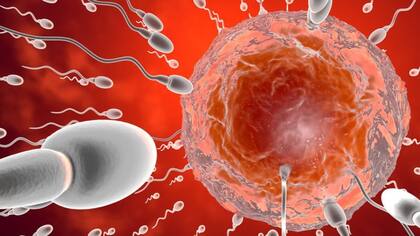 El esperma de los hombres de más de cuarenta y cincuenta años suele ser de menor calidad