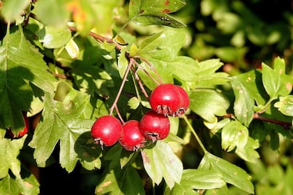 El espino blanco, si bien es poco conocido, puede ser un aliado para la salud