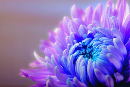 El espiral es elaborado a partir del piretro extraído de flores de crisantemo