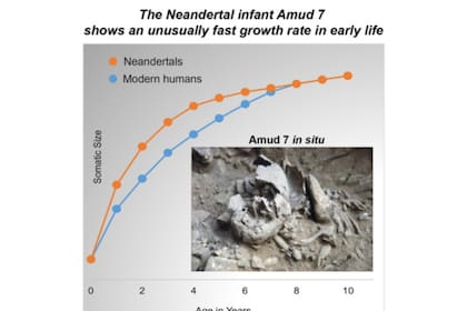 El esqueleto articulado de un bebé neandertal hallado en la cueva de Amud, en el norte de Israel, reveló que sus huesos se asemejan a los de un bebé Homo sapiens de 14 meses