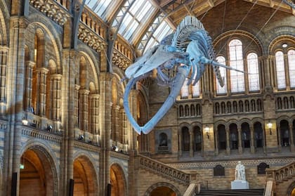 El esqueleto de ballena azul "Hope" de 25,2 metros de largo suspendido en el techo de un museo en Londres es un recurso clave para los científicos de todo el mundo.