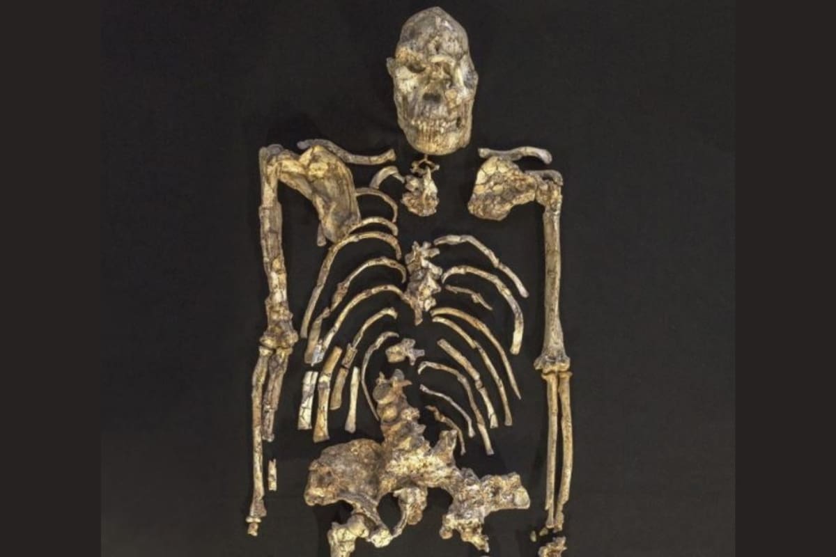 El esqueleto de Little Foot fue descubierto en la década de 1990 en una cueva en Sudáfrica y es el esqueleto antiguo más intacto de cualquier antepasado humano