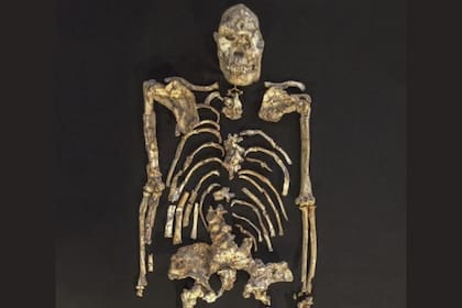 El esqueleto de Little Foot fue descubierto en la década de 1990 en una cueva en Sudáfrica y es el esqueleto antiguo más intacto de cualquier antepasado humano