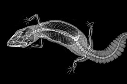 El esqueleto de un gecko