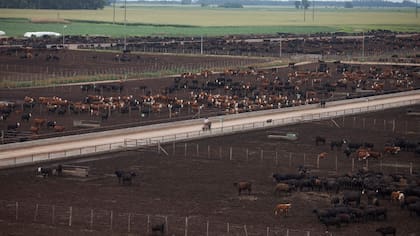 El establecimiento de engorde a corral del Grupo Bermejo en Bolívar