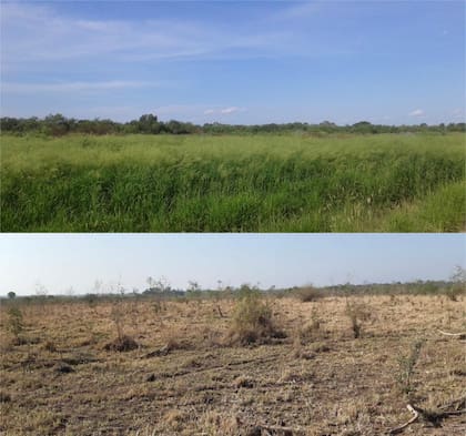 El estado de un campo de Ibarreta en 2019 comparado con el estado actual.