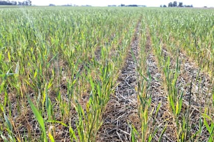 El estado de un lote de trigo en la zona bonaerense de Rojas