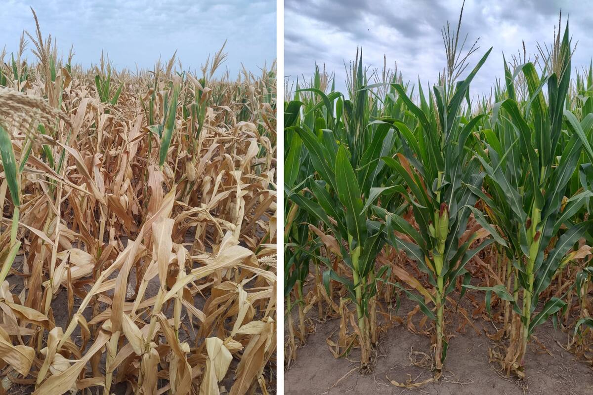 El estado del maíz en un lote ubicado sobre la ruta 91, en la zona de Bustinza (Santa Fe), contrasta notablemente con el de un cultivo sembrado el 28 de octubre al sur de Cañada de Gómez