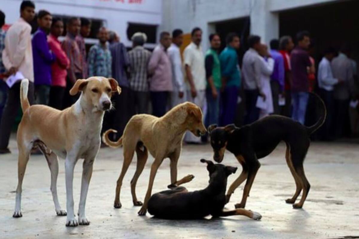 El estado indio de Nagaland prohibió la importación, el comercio y la venta de carne de perro, en una medida celebrada por activistas por los derechos de los animales