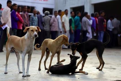 El estado indio de Nagaland prohibió la importación, el comercio y la venta de carne de perro, en una medida celebrada por activistas por los derechos de los animales