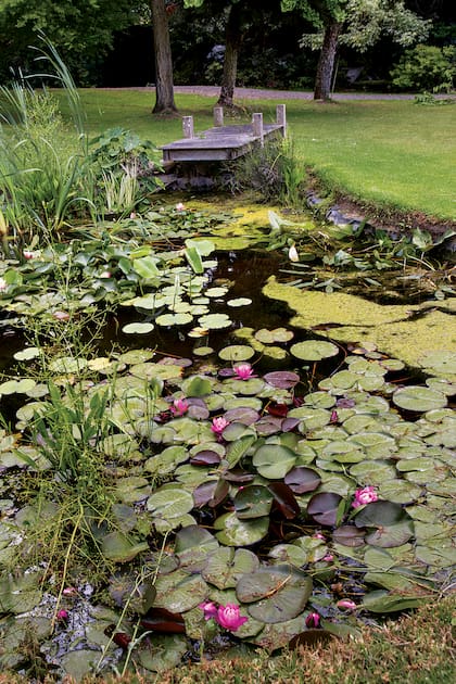 El estanque es un oasis ideal para hacer una pausa y disfrutar de un
momento de introspección.