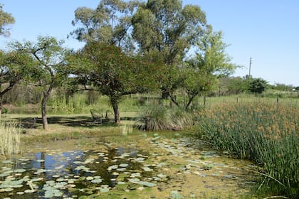 El estanque ocupa el punto más bajo del terreno. Esto logró mejorar las superficies adyacentes y se ganó uno de los elementos más dinámicos del jardín.