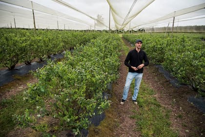 Plantaciones de arándanos cerca de Concordia