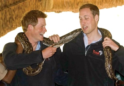 El estilo distante de Carlos hizo que los príncipes se unieran aún más durante su juventud. En la foto, William y Harry posan con una serpiente pitón en una visita a un centro educativo en Botswana, en 2010, a donde viajaron juntos para ver el trabajo de sus respectivas fundaciones, Tusk Trust y Sentebale.