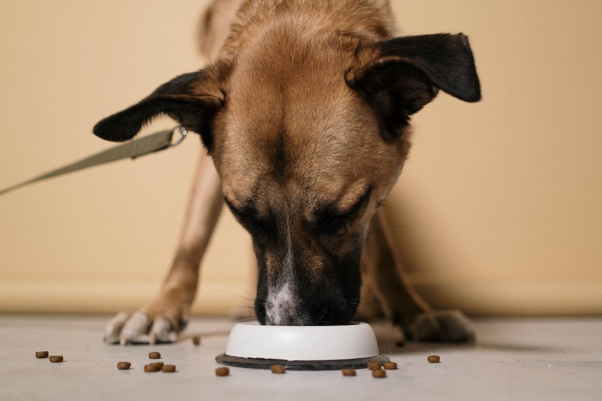 El estómago de los perros suele ser mucho más delicado, por lo que su comida no debe ser cambiada sin antes consultar a un veterinario