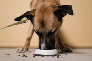 Jerry Klein, veterinario: “Cambiar de tipo o marca de alimento puede enfermar a tu perro”