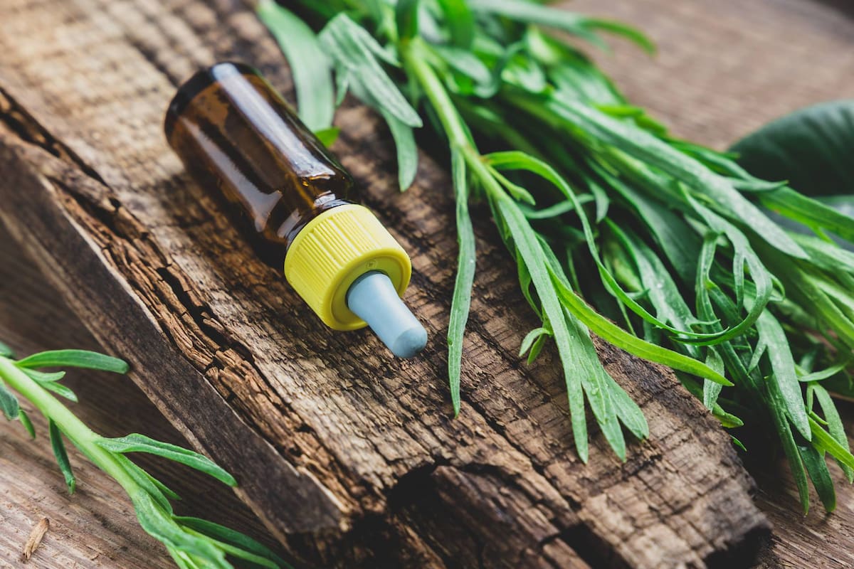 El estragón tiene propiedades digestivas, antiinflamatorias, antibacterianas y hepatoprotectoras