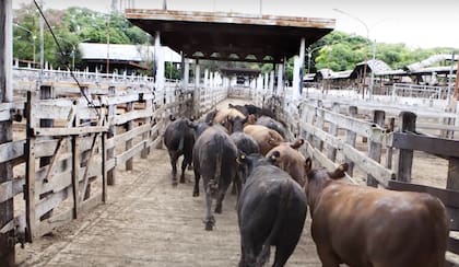 “El estrés es una respuesta adaptativa, que permite a los animales hacer frente a los desafíos ambientales, entre ellos los cambios de temperatura. Cuando se superan las condiciones óptimas, el cuerpo intenta adaptarse a la nueva situación ambiental”, explicaron en el Senasa