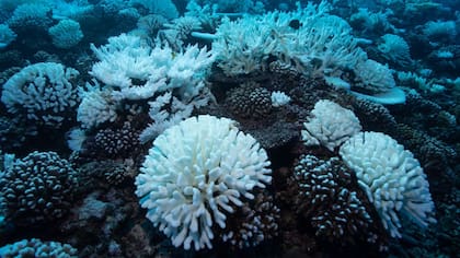 El estrés que generan las temperaturas más cálidas en los ecosistemas se ve reflejado en la vida silvestre: los corales son especialmente sensibles a los cambios en temperatura del agua y se blanquean cuando mueren.