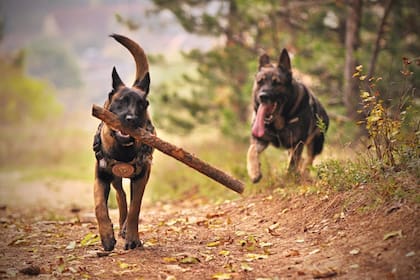 El estrés y la incertidumbre pueden dificultar nuestra capacidad de respuesta en un enfrentamiento canino (Foto Pexels)
