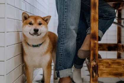 El estudio arrojó que los perros muestran signos de confiabilidad (Foto Pexels)