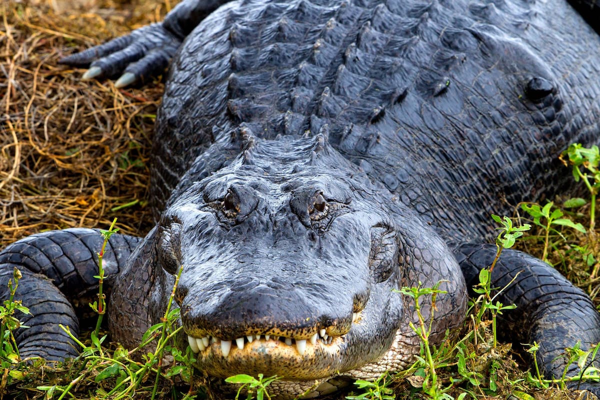 El estudio clasifica las acciones humanas en niveles de riesgo y demuestra que las más peligrosas preceden a los ataques más graves