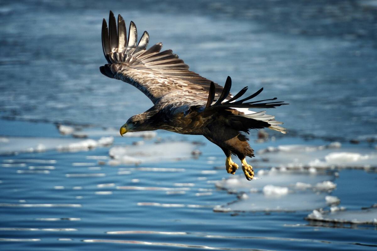 El estudio de los vuelos migratorios de las águilas con dispositivos de monitoreo con GPS y SMS puede resultar muy caro si no se tiene en cuenta las inesperadas rutas que toman las aves